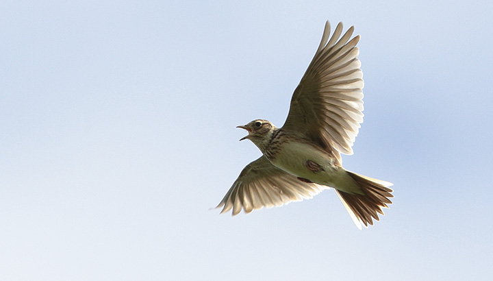 Les oiseaux du Vieux Bellefonds